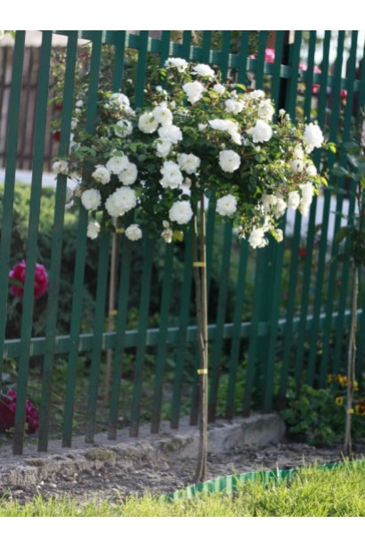 Роза полиантовая Свани – белая элегантность на штамбе.